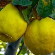 Саженец Айва Румо в контейнере